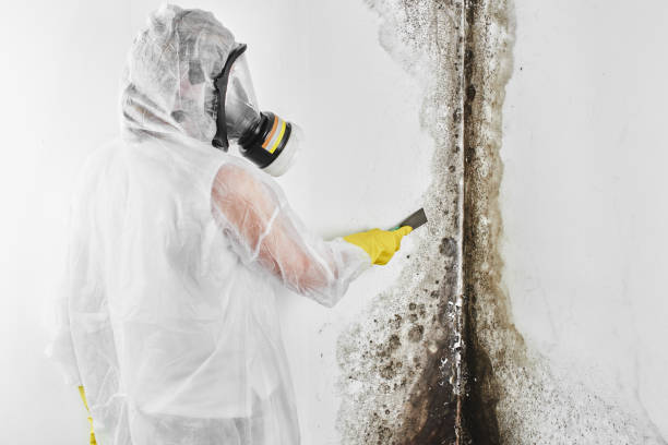 Best Mold Damage Repair  in Clarksdale, MS