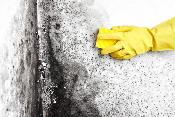 Best Black Mold Removal  in Clarksdale, MS