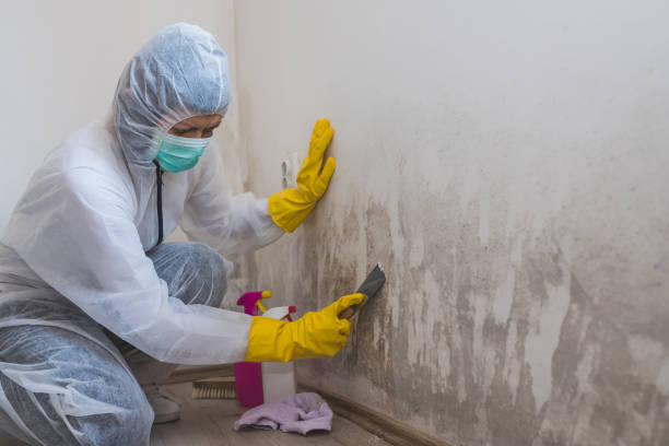 Best Crawl Space Mold Removal  in Clarksdale, MS