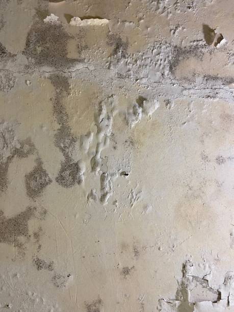 Best Mold Testing  in Clarksdale, MS